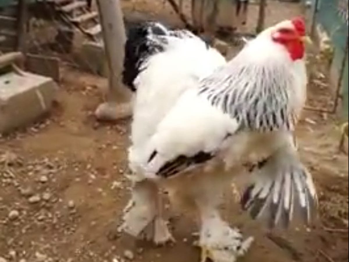 đá gà thomo ngày 9 tháng 12,Đá gà Thomo ngày 9 tháng 12: Thứ hai – Sự kiện đặc biệt không thể bỏ lỡ đá gà thomo ngày 9 tháng 12,Đá gà Thomo ngày 9 tháng 12: Thứ hai – Sự kiện đặc biệt không thể bỏ lỡ