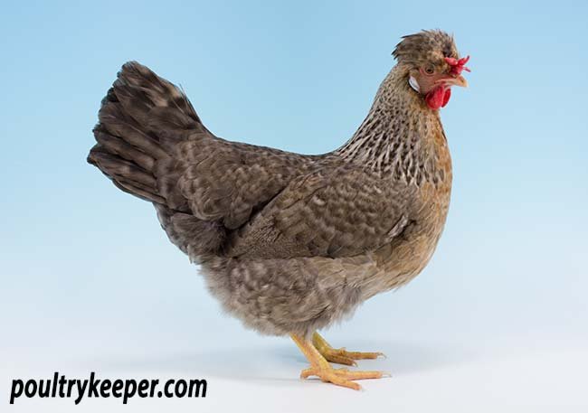 đá gà cựa sắt miền tây mới nhất đá gà cựa sắt miền tây mới nhất