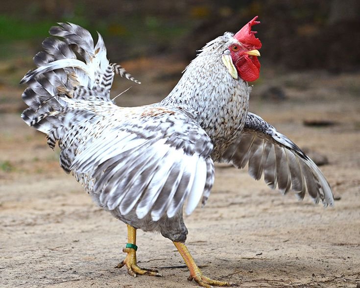 xem vảy gà đá cựa hay xem vảy gà đá cựa hay