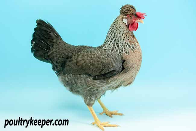 đá gà trực tiếp 67 đá gà trực tiếp 67