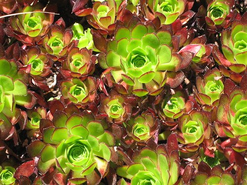 cách xem vảy chân gà đá cách xem vảy chân gà đá