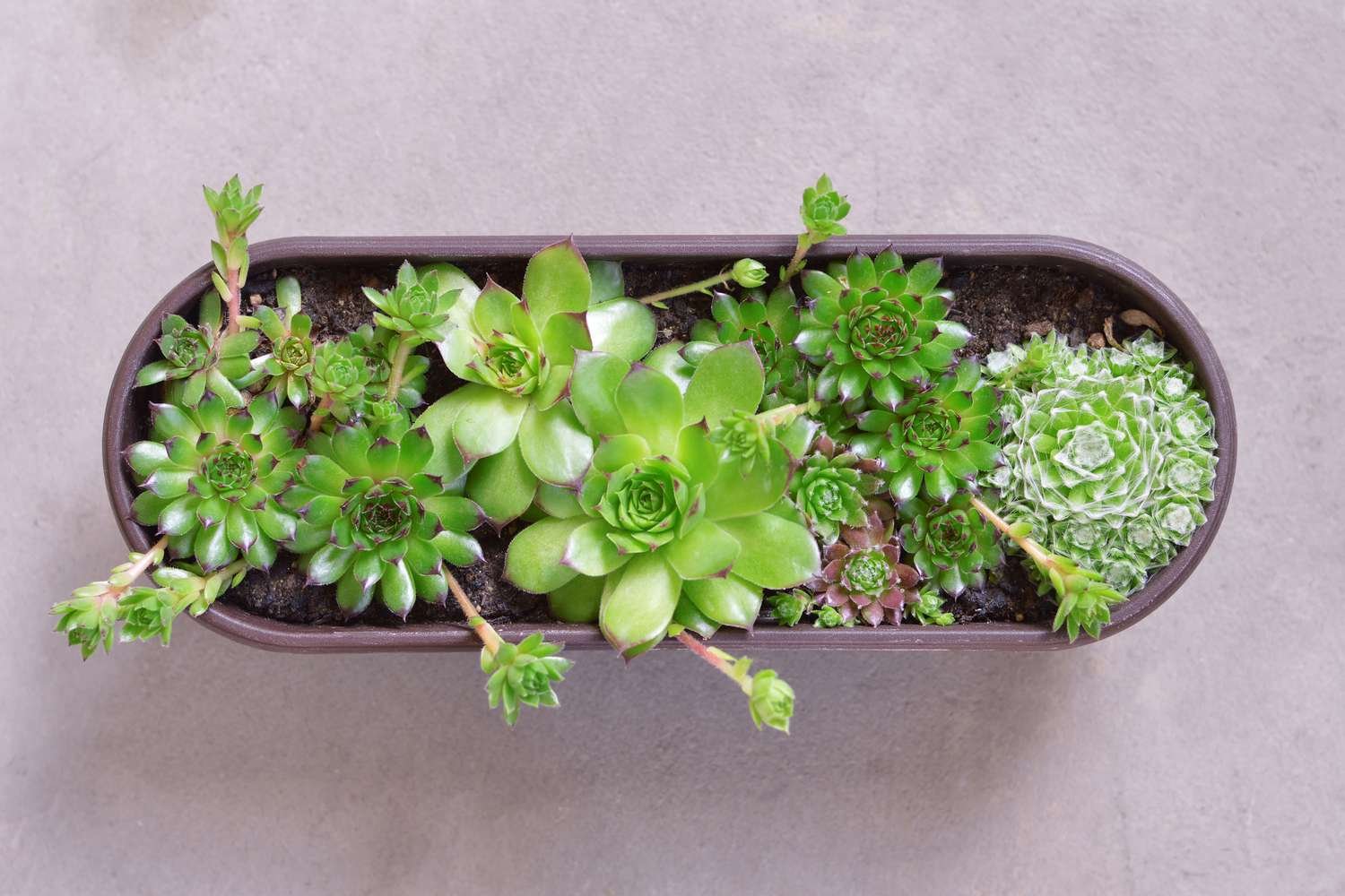 đá gà nòi cựa sắt 2019,Đá gà nòi cựa sắt 2019: Thứ hai – Giới thiệu chi tiết độ c đá gà nòi cựa sắt 2019,Đá gà nòi cựa sắt 2019: Thứ hai – Giới thiệu chi tiết độ c