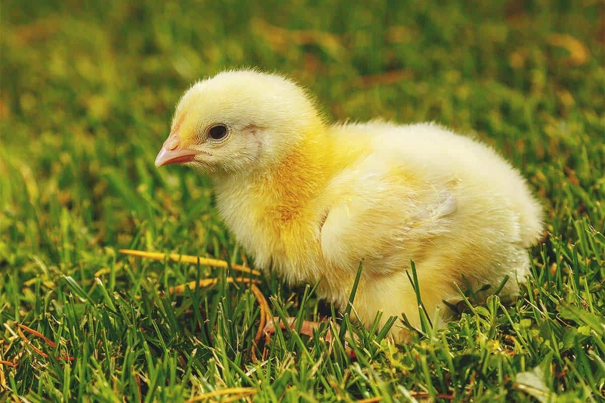 mua bán gà đá bến tre,Mua Bán Gà Đá Bến Tre: Cơ Hội Đầu Tư Hiệu Quả mua bán gà đá bến tre,Mua Bán Gà Đá Bến Tre: Cơ Hội Đầu Tư Hiệu Quả