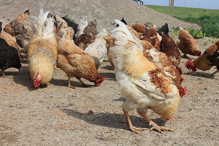 hôm nay đá gà màu gì mạnh nhất,Đánh Gà Màu Gì Mạnh Nhất Hôm Nay: Bí Quyết Thắng Lợi Thứ Hai hôm nay đá gà màu gì mạnh nhất,Đánh Gà Màu Gì Mạnh Nhất Hôm Nay: Bí Quyết Thắng Lợi Thứ Hai