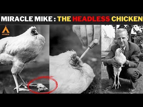 cách chăm sóc gà chọi trước khi đá,Cách Chăm Sóc Gà Chọi Trước Khi Đá cách chăm sóc gà chọi trước khi đá,Cách Chăm Sóc Gà Chọi Trước Khi Đá