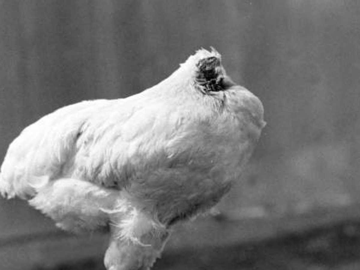 kẹp tóc đuôi gà đính đá kẹp tóc đuôi gà đính đá