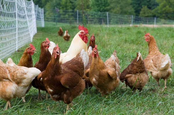 xử lý nghiêm đá gà mạng,处理网络斗鸡的严厉措施