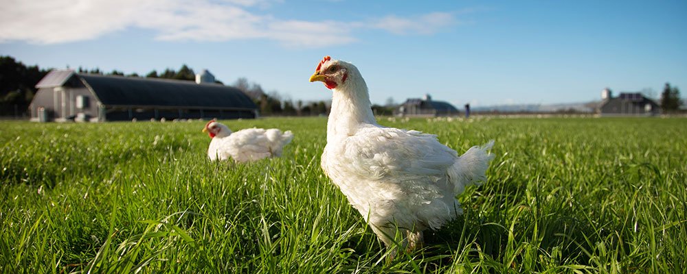gà asil đá cựa tròn gà asil đá cựa tròn