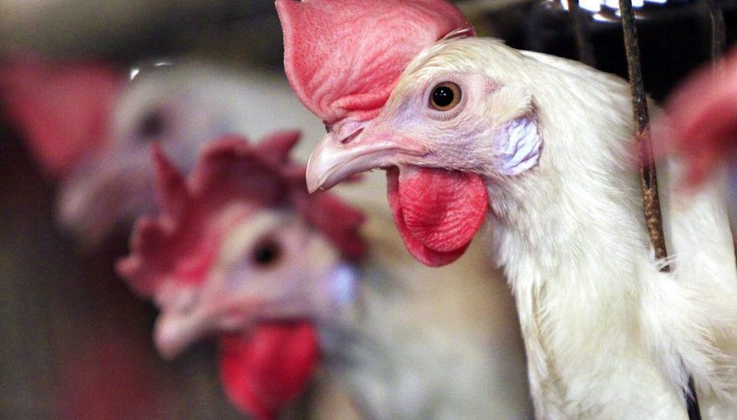 đá gà tre trực tiếp thomo hôm nay đá gà tre trực tiếp thomo hôm nay