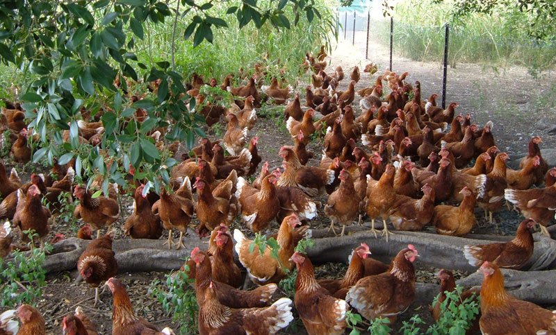 đá gà cam puchia,Giới thiệu về Đá gà Campuchia đá gà cam puchia,Giới thiệu về Đá gà Campuchia