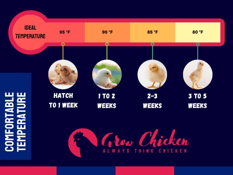 đá gà đòn miền trung đá gà đòn miền trung