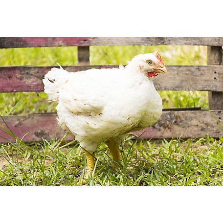 đá gà mạng,Đá gà mạng: Thứ hai, một cuộc cách mạng mới đá gà mạng,Đá gà mạng: Thứ hai, một cuộc cách mạng mới