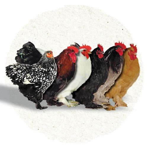 đá gà nòi việt nam đá gà nòi việt nam