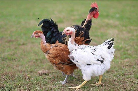 xem đá gà mỹ cựa dao xem đá gà mỹ cựa dao