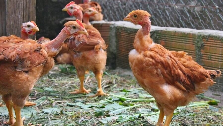 cách làm chuồng bay cho gà đá,Cách Làm Chuồng Bay Cho Gà Đá: Đảm Bảo An Toàn và Hiệu Quả cách làm chuồng bay cho gà đá,Cách Làm Chuồng Bay Cho Gà Đá: Đảm Bảo An Toàn và Hiệu Quả