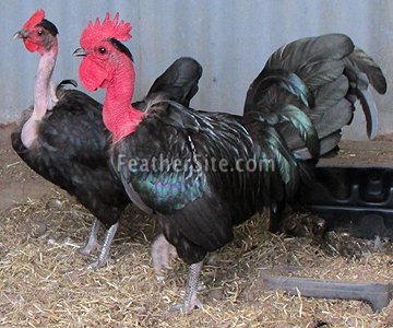 gà asil đá cựa tròn,Giới Thiệu Đặc Điểm Đá Cựa Tròn Gà Asil gà asil đá cựa tròn,Giới Thiệu Đặc Điểm Đá Cựa Tròn Gà Asil