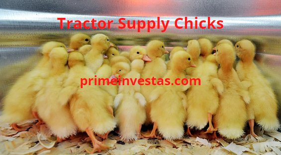 thuốc gà đá bộ lớn,Thuốc Gà Đá Bộ Lớn: Thực Hư Về Công Dụng và Lợi Ích thuốc gà đá bộ lớn,Thuốc Gà Đá Bộ Lớn: Thực Hư Về Công Dụng và Lợi Ích