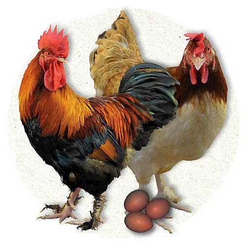 trực tiếp đá gà hôm nay trực tiếp đá gà hôm nay
