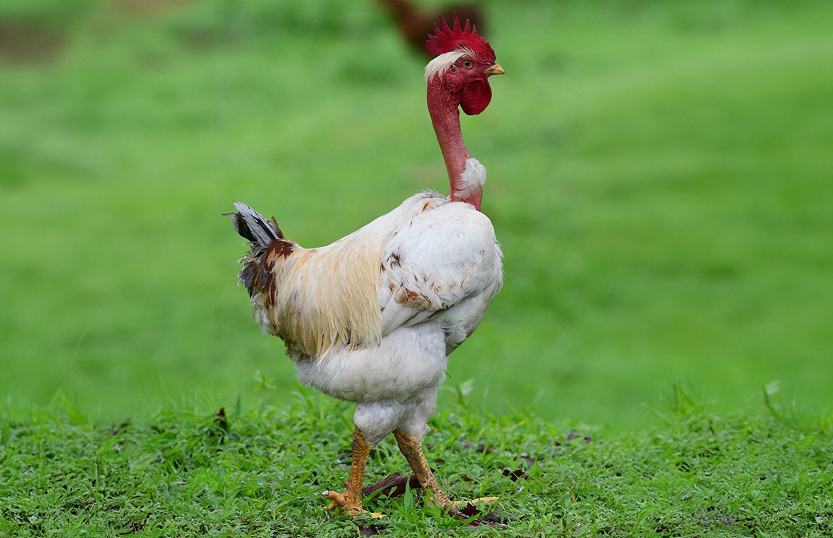 đá gà thomo trực tiếp ngày 10 tháng 11 đá gà thomo trực tiếp ngày 10 tháng 11