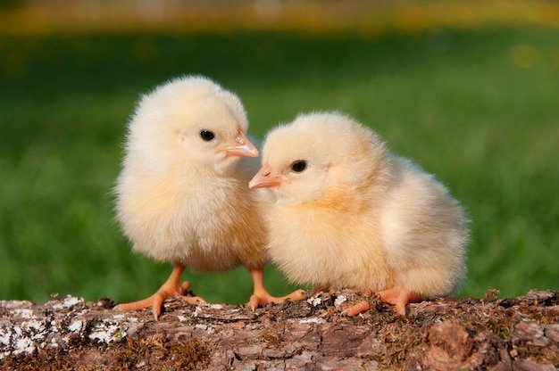 trại gà đá trạm bom trại gà đá trạm bom