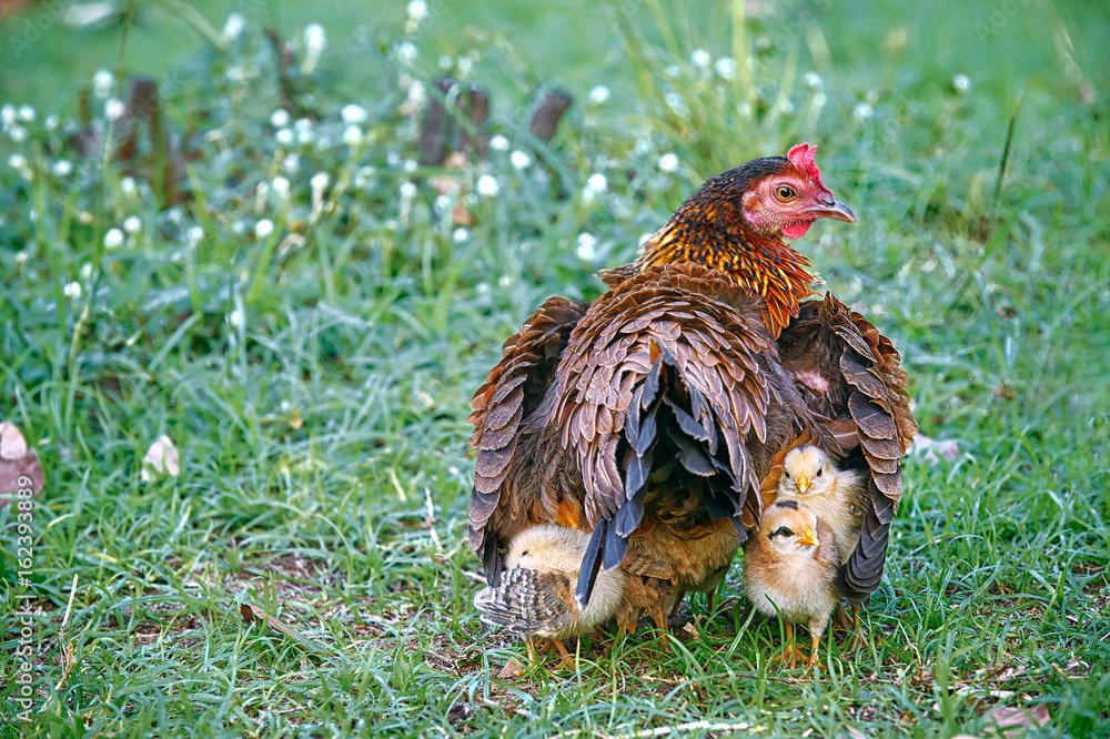 bán cầu đá lông gà bán cầu đá lông gà