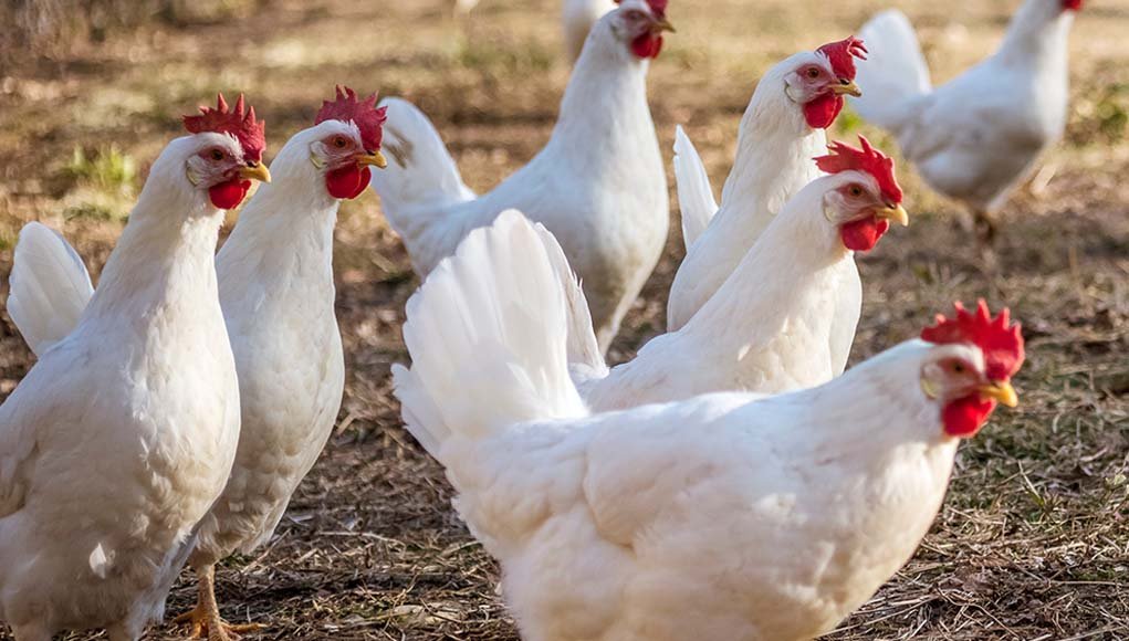 cách băng cựa gà đá cách băng cựa gà đá