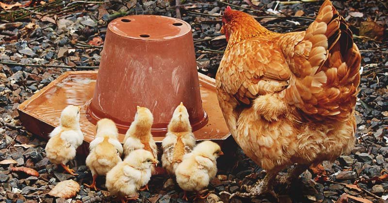 gà tre đá cựa sắt hay nhất,Độ C Giới Thiệu: Gà Tre Đá Cựa Sắt – Loài Gà Đặc Biệt Của Việt Nam gà tre đá cựa sắt hay nhất,Độ C Giới Thiệu: Gà Tre Đá Cựa Sắt – Loài Gà Đặc Biệt Của Việt Nam