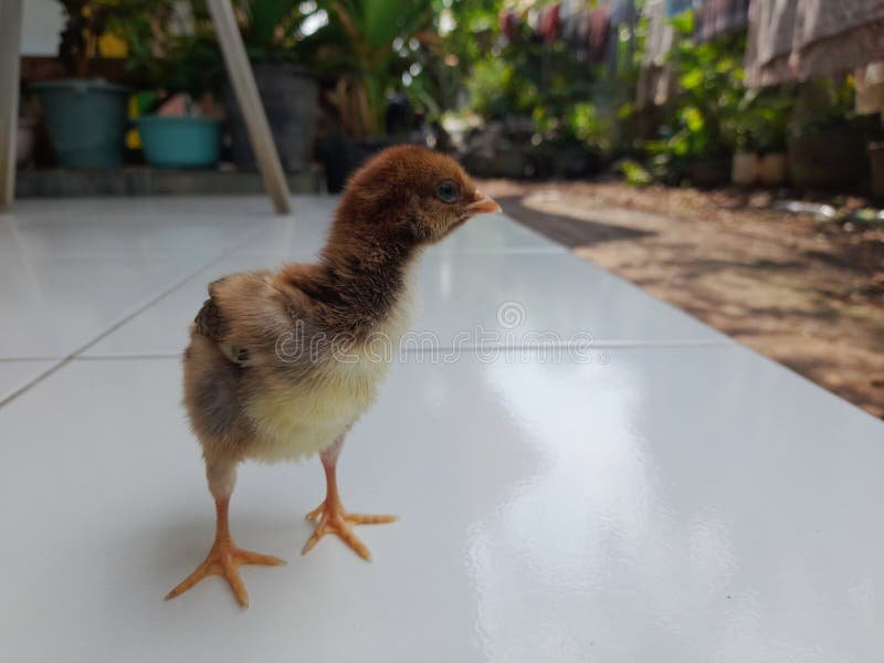 bán gà nòi đá cựa,Bán gà nòi đá cựa: Thứ hai – Đặc điểm và Giới thiệu chi tiết về giống gà này bán gà nòi đá cựa,Bán gà nòi đá cựa: Thứ hai – Đặc điểm và Giới thiệu chi tiết về giống gà này