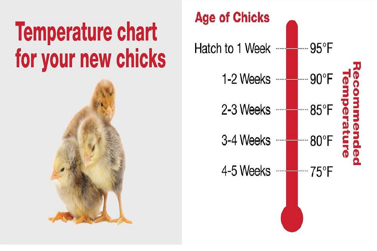 các loại gà đá ở việt nam các loại gà đá ở việt nam