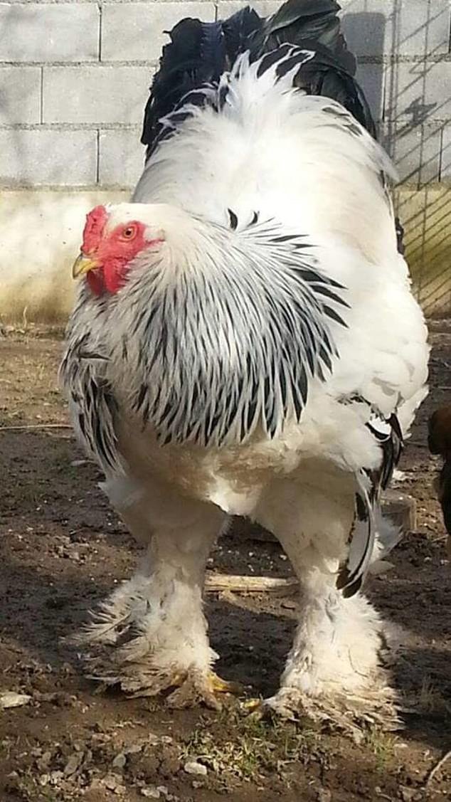 nuôi gà đá gia công nuôi gà đá gia công