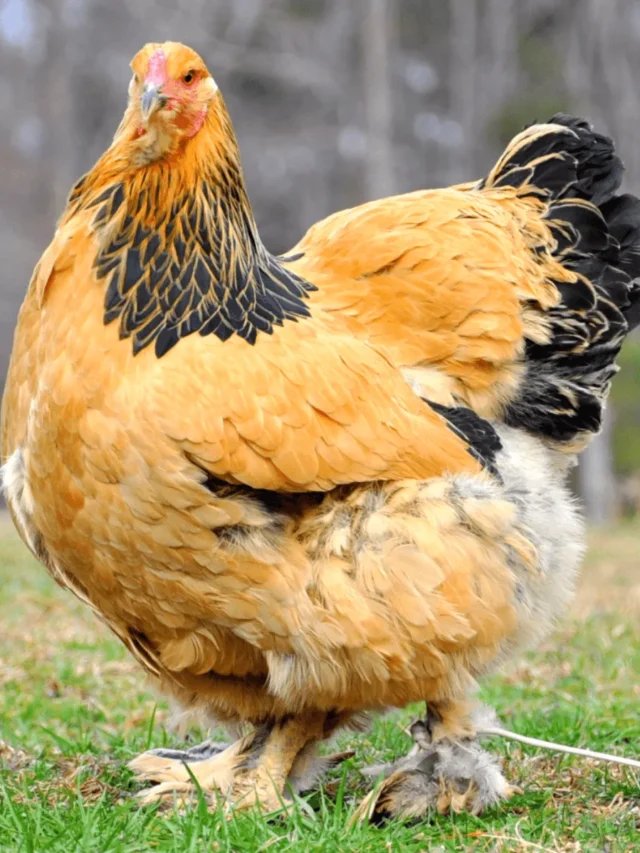đá gà gò đỏ