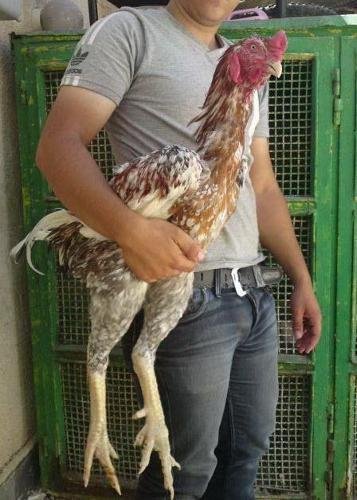 bán gà đá cao lãnh bán gà đá cao lãnh