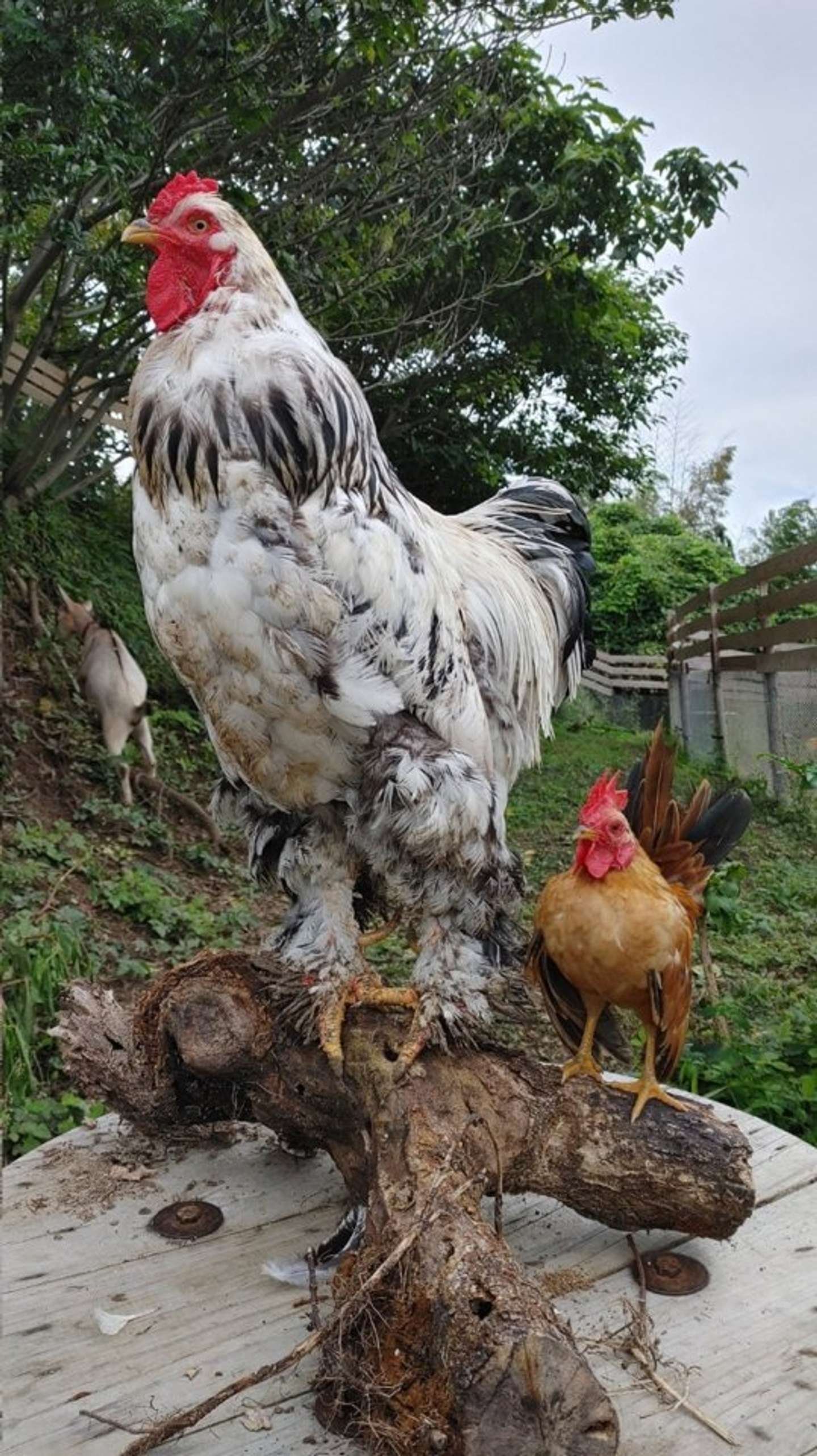 cách nuôi gà đá cựa sắt,1. Chọn Gà Đá Cựa Sắt Chất Lượng cách nuôi gà đá cựa sắt,1. Chọn Gà Đá Cựa Sắt Chất Lượng