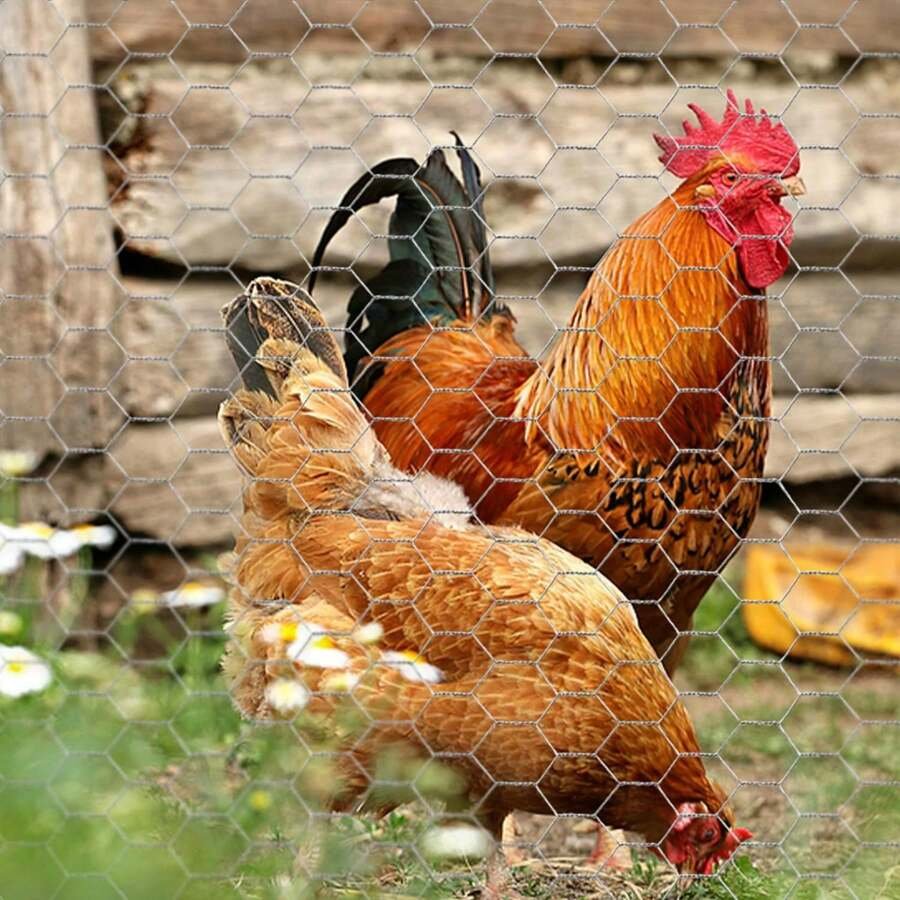 đá gà lông tảo,Đặc Điểm Độ C Giới Thiệu Bài Viết đá gà lông tảo,Đặc Điểm Độ C Giới Thiệu Bài Viết