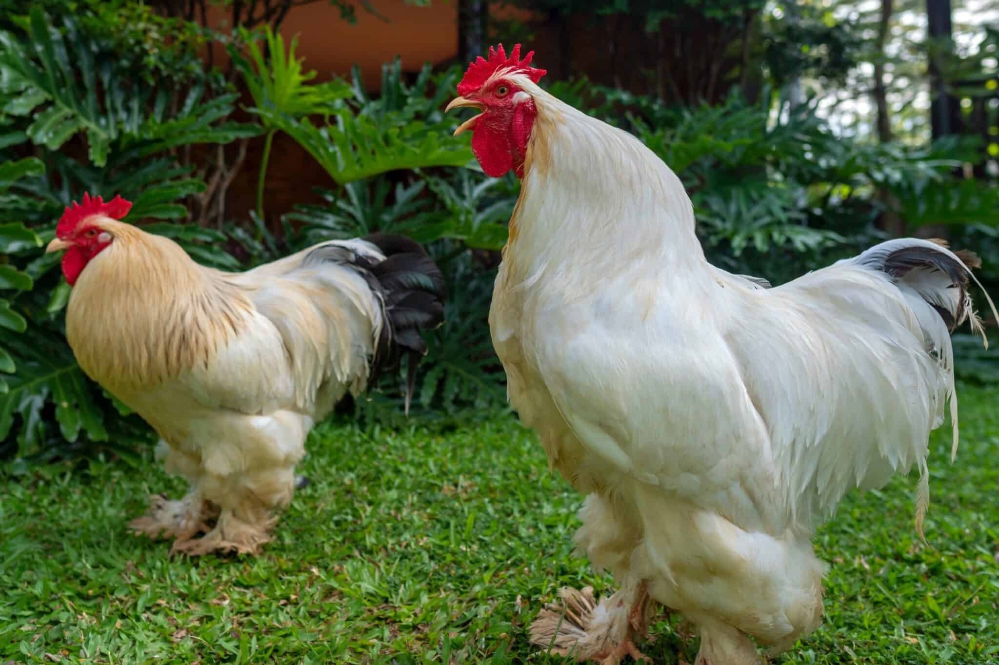 quy trình nuôi gà đá,Quy Trình Nuôi Gà Đá: Bí Quyết Thành Công Trong Nuôi Gà Đá quy trình nuôi gà đá,Quy Trình Nuôi Gà Đá: Bí Quyết Thành Công Trong Nuôi Gà Đá