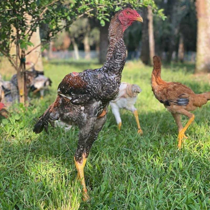 nuôi gà tre đá làm giàu nuôi gà tre đá làm giàu