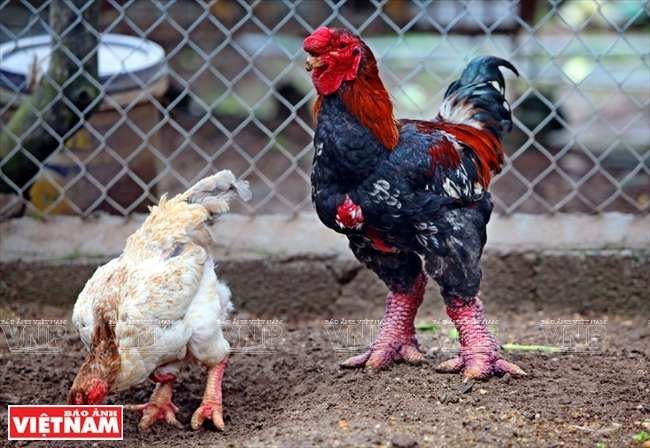 cách nuôi gà tre chế độ đá cách nuôi gà tre chế độ đá
