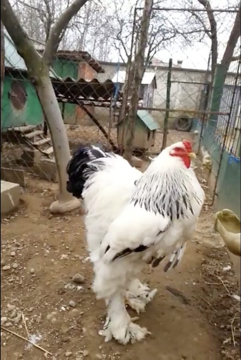 thuốc gà đá quân cần thơ thuốc gà đá quân cần thơ