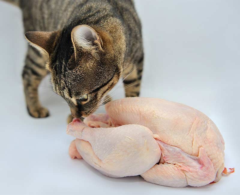 trại gà đá an giang,Trại gà đá An Giang: Điểm đến không thể bỏ qua cho những ai đam mê chim đá
