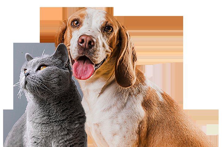 đá gà thomo trực tiếp hôm nay.com đá gà thomo trực tiếp hôm nay.com
