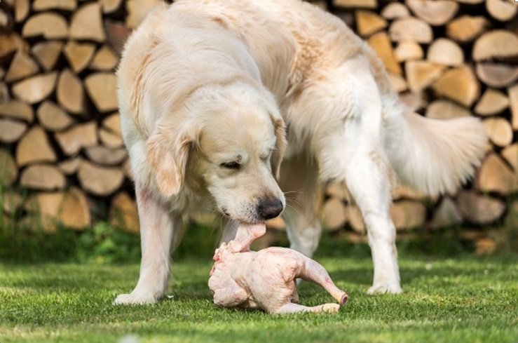 gà đá tiền cần thơ,Giới Thiệu Bài Viết: Gà Đá Tiền Cần Thơ – Một Đặc Sản Độc Đáo Của Miền Tây gà đá tiền cần thơ,Giới Thiệu Bài Viết: Gà Đá Tiền Cần Thơ – Một Đặc Sản Độc Đáo Của Miền Tây