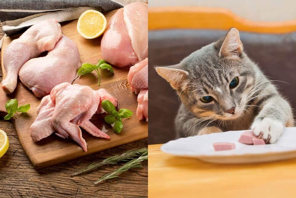 bán thuốc cho gà đá,Bán Thuốc Cho Gà Đá: Giải Pháp Hữu Ích Cho Sức Khỏe Gà Của Bạn bán thuốc cho gà đá,Bán Thuốc Cho Gà Đá: Giải Pháp Hữu Ích Cho Sức Khỏe Gà Của Bạn