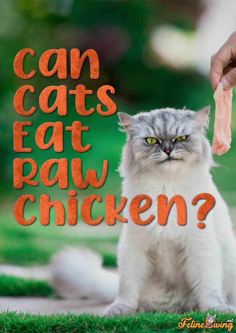 xem đá gà thomo mới nhất