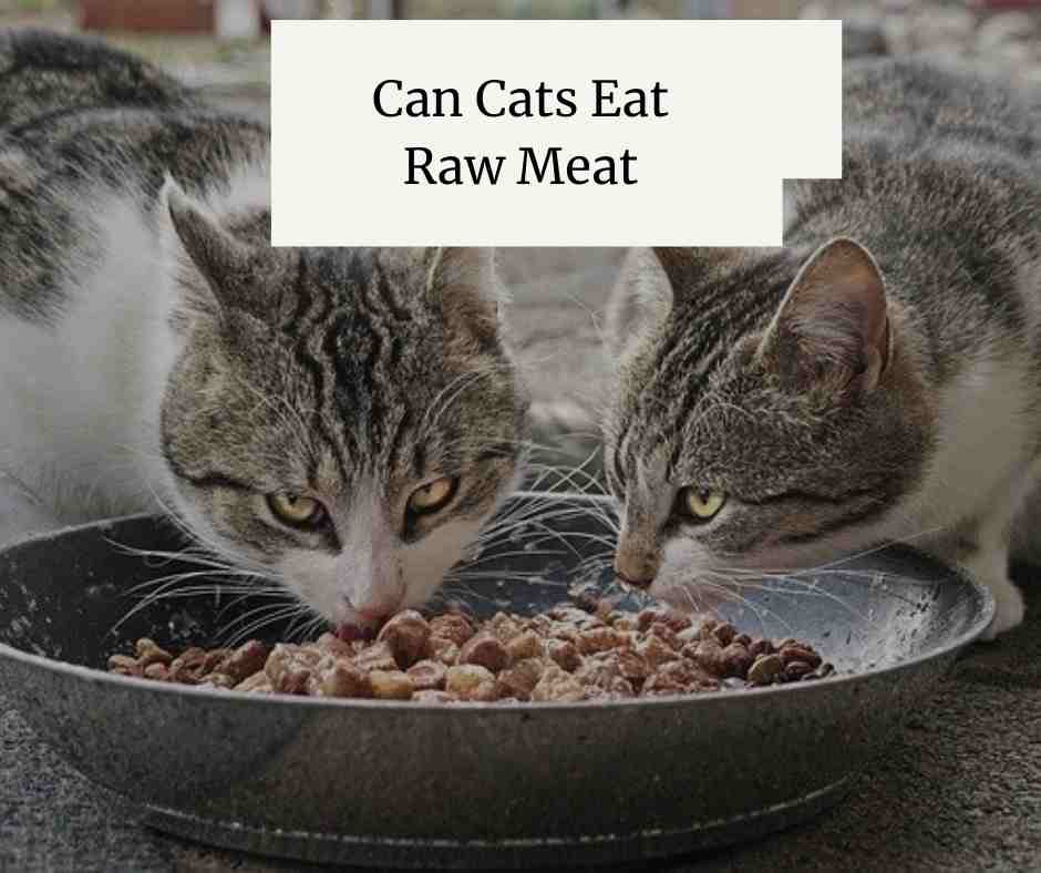 cách nuôi gà đá bị cựa,Cách Nuôi Gà Đá Bị Cựa: Bí Quyết Thành Công Trong Nuôi Gà Đá cách nuôi gà đá bị cựa,Cách Nuôi Gà Đá Bị Cựa: Bí Quyết Thành Công Trong Nuôi Gà Đá
