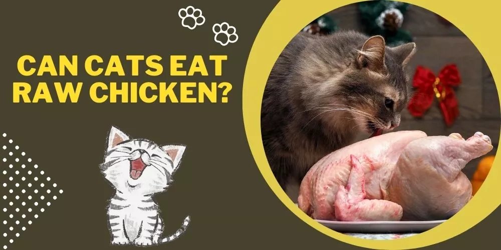 đá gà cựa sắt mới nhất 2019 đá gà cựa sắt mới nhất 2019