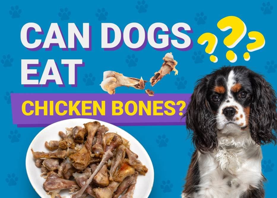 cách xem vảy gà tre đá cách xem vảy gà tre đá