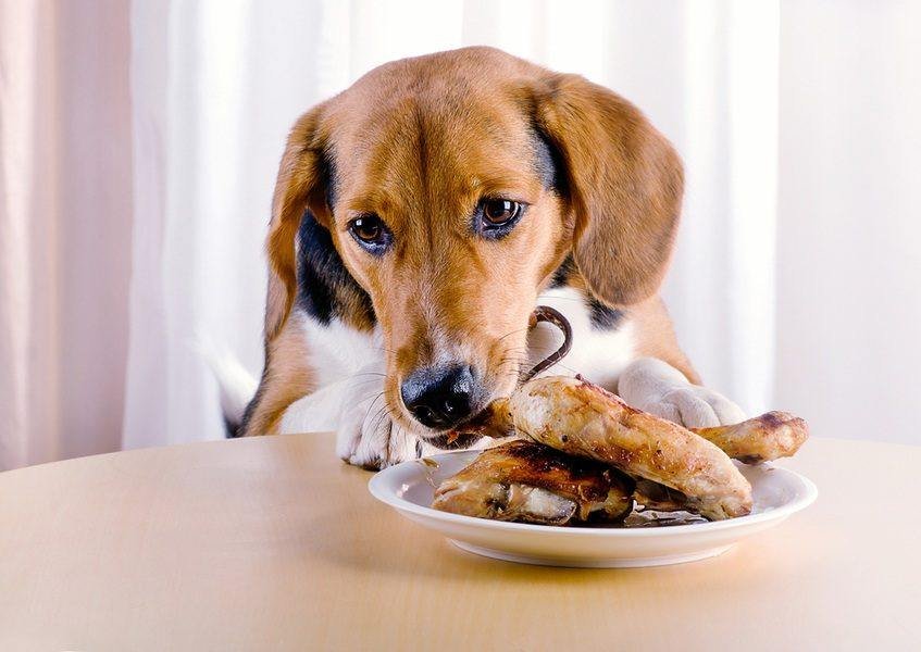 gà thái đá,Giới thiệu chi tiết về gà Thái Đá gà thái đá,Giới thiệu chi tiết về gà Thái Đá