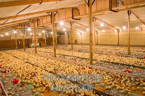xem đá gà thomo mới nhất 2019 hôm nay xem đá gà thomo mới nhất 2019 hôm nay