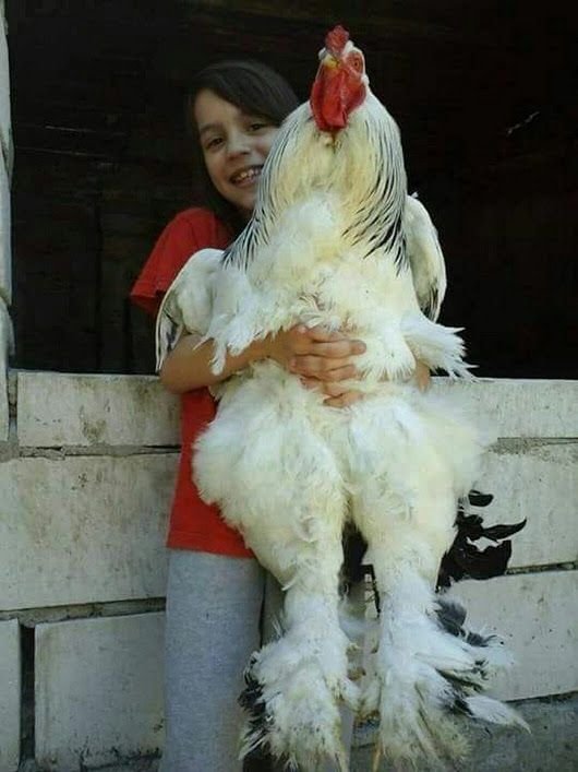 Khám phá các loại vảy gà đá độc đáo và ấn tượng nhất! Khám phá các loại vảy gà đá độc đáo và ấn tượng nhất!